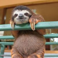 Peak Sloth Podcast Network