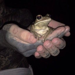 Гностична жаба