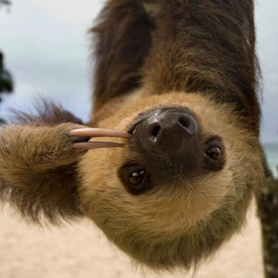 Peak Sloth